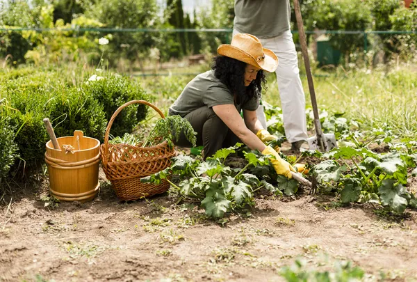 Créer / Gérer un potager